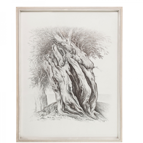 Alter Baum | 1986